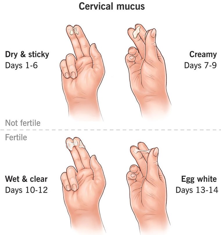 Cervical Mucus