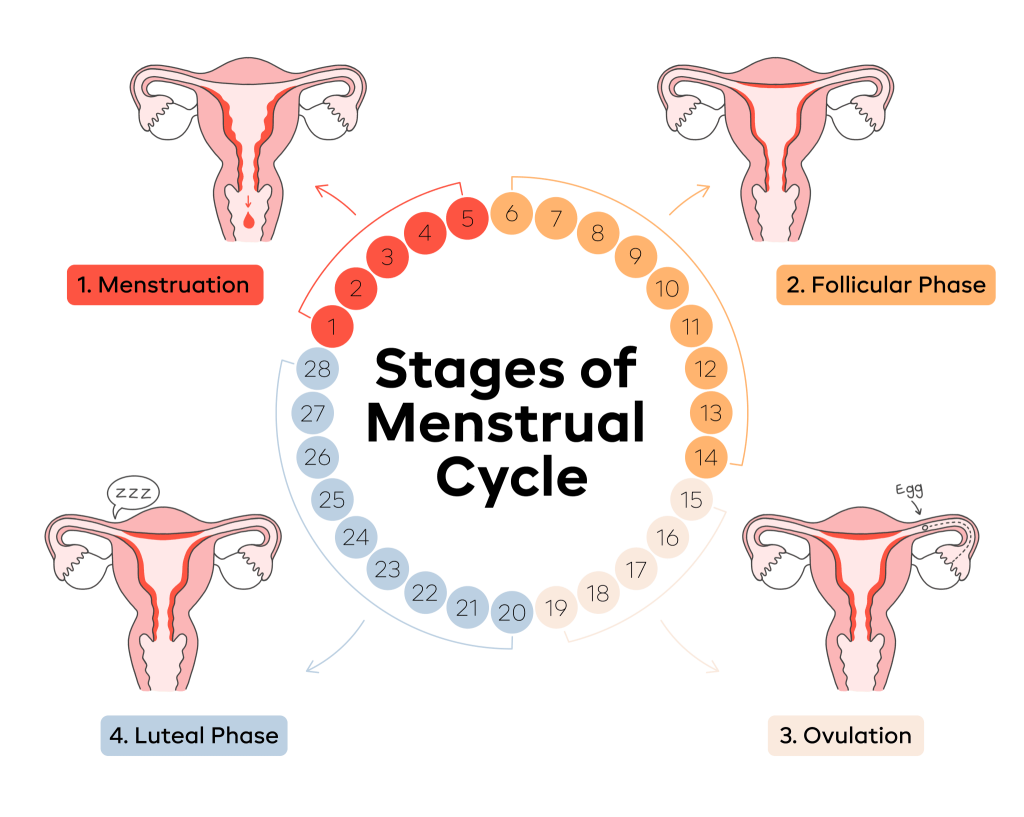 Stages of menstrual cycle