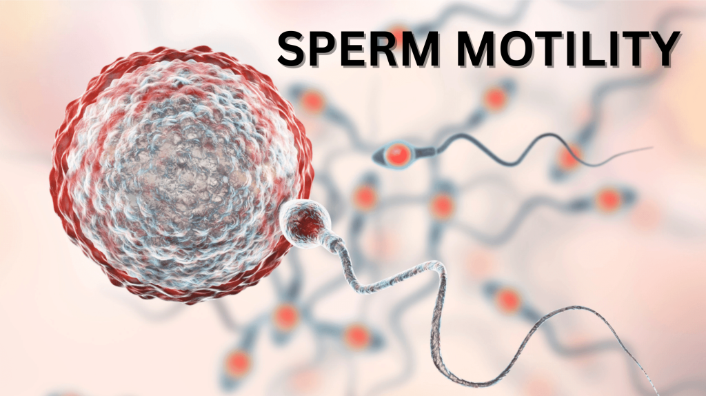Sperm Motility
